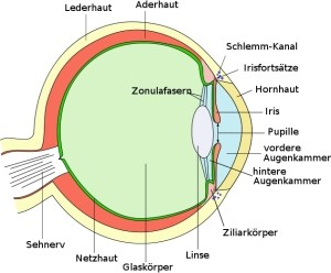 Anatomie des Auges